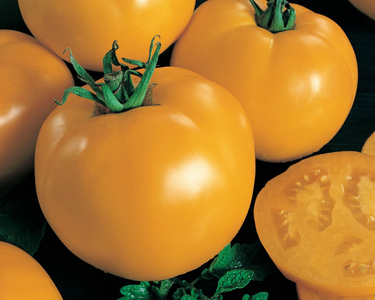 Sunny Boy Hybrid Tomato Seeds